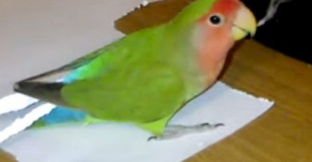 Nevjerovatno: Pogledajte šta je ova ženka papagaja napravila od običnog papira (VIDEO) 