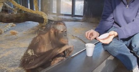 Izveo trik pred orangutanom, pogledajte njegovu reakciju!