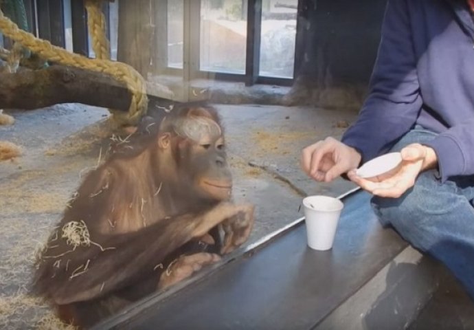 Izveo trik pred orangutanom, pogledajte njegovu reakciju!