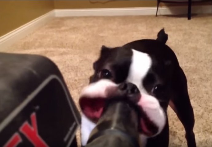 Ovi ljubimci obožavaju usisivač: Njihove reakcije će vas nasmijati do suza (VIDEO) 