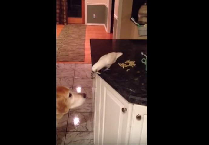 Neobično prijateljstvo: Evo šta je ovaj papagaj uradio za psa (VIDEO) 