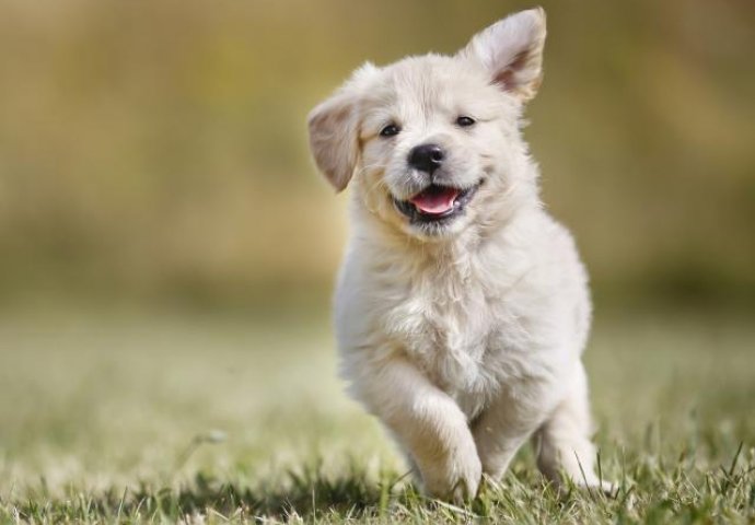 Zašto su psi toliko sretni kada nas vide?