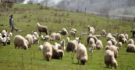 Rumunija: Hiljadu pastira protestuje protiv zakona koji reguliše broj ovčara