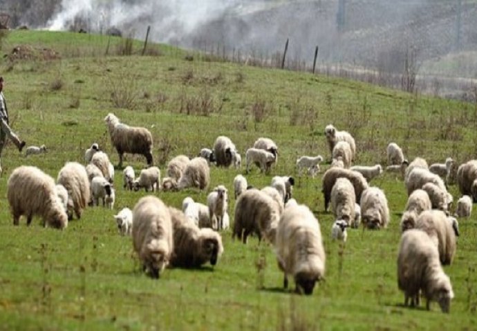 Rumunija: Hiljadu pastira protestuje protiv zakona koji reguliše broj ovčara