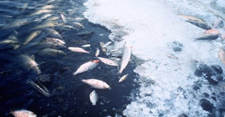  Masovni pomor ribe, sumnja se da je uzrok nagla promjena temperature