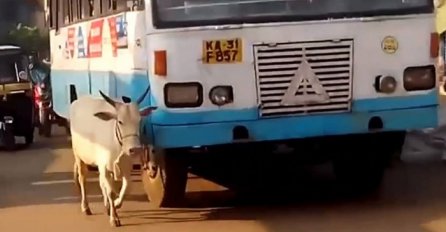 Najtužniji video do sada: Krava 4 godine svakog dana zaustavlja bus koji joj je ubio tele