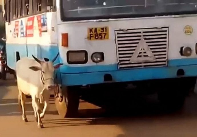 Najtužniji video do sada: Krava 4 godine svakog dana zaustavlja bus koji joj je ubio tele