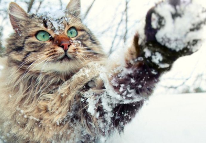 10 neobičnih božićnih tradicija iz cijelog svijeta