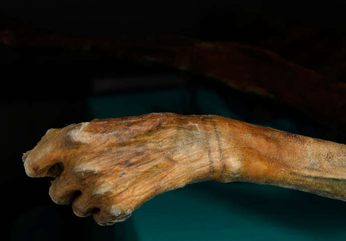 Pronađene tetovaže na tijelu starom 5300 godina