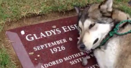 Najtužniji video koji ćete ikada pregledati: Pas tuguje za vlasnicom