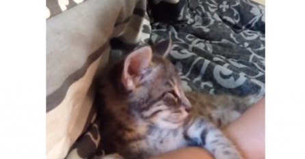 Ovoj maci se mnogo spava, ali ne može da zaspe sve dok joj vlasnica ovo ne uradi (VIDEO) 