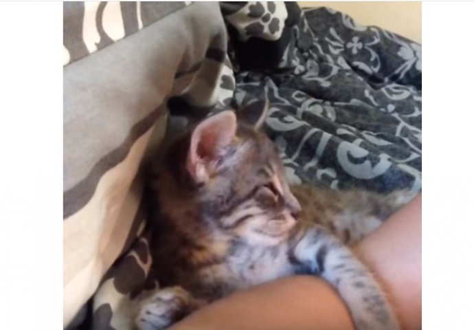 Ovoj maci se mnogo spava, ali ne može da zaspe sve dok joj vlasnica ovo ne uradi (VIDEO) 