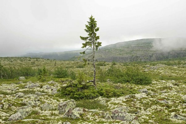 tree1