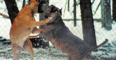 Borbe ugovaraju putem Facebooka, a psima daju drogu i steroide