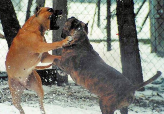 Borbe ugovaraju putem Facebooka, a psima daju drogu i steroide