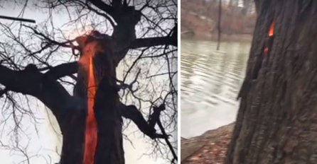 ĐAVOLJE DRVO: Vatra bukti, dima nigdje (VIDEO)