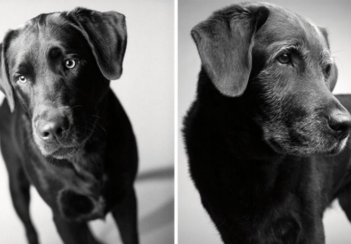 Fantastičan i dirljiv fotografski projekat: Kad mali, živahni psić preko noći izraste u starijeg, pametnog psa