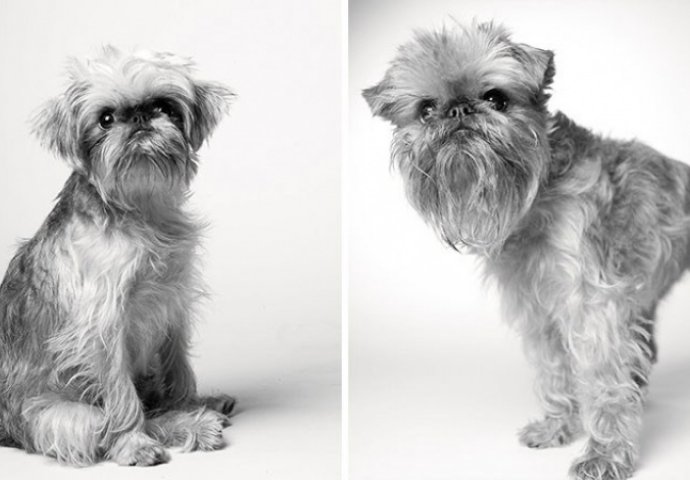 Fantastičan i dirljiv fotografski projekat: Kad mali, živahni psić preko noći izraste u starijeg, pametnog psa