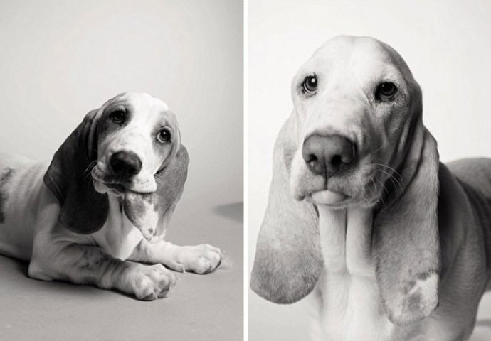 Fantastičan i dirljiv fotografski projekat: Kad mali, živahni psić preko noći izraste u starijeg, pametnog psa