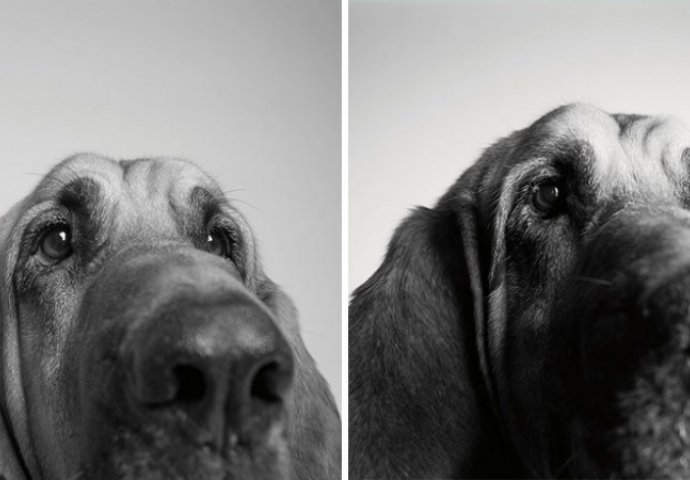 Fantastičan i dirljiv fotografski projekat: Kad mali, živahni psić preko noći izraste u starijeg, pametnog psa