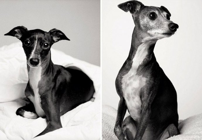 Fantastičan i dirljiv fotografski projekat: Kad mali, živahni psić preko noći izraste u starijeg, pametnog psa