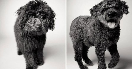 Fantastičan i dirljiv fotografski projekat: Kad mali, živahni psić preko noći izraste u starijeg, pametnog psa