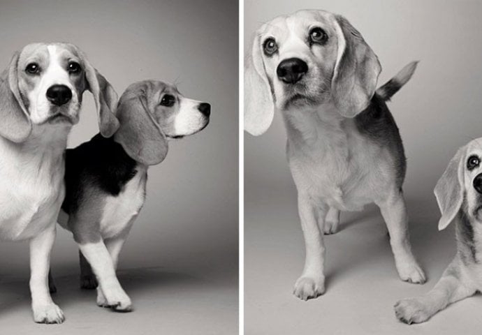 Fantastičan i dirljiv fotografski projekat: Kad mali, živahni psić preko noći izraste u starijeg, pametnog psa