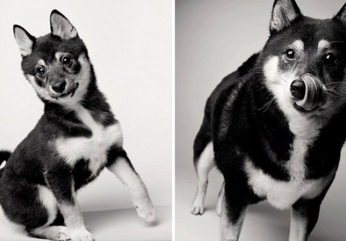 Fantastičan i dirljiv fotografski projekat: Kad mali, živahni psić preko noći izraste u starijeg, pametnog psa