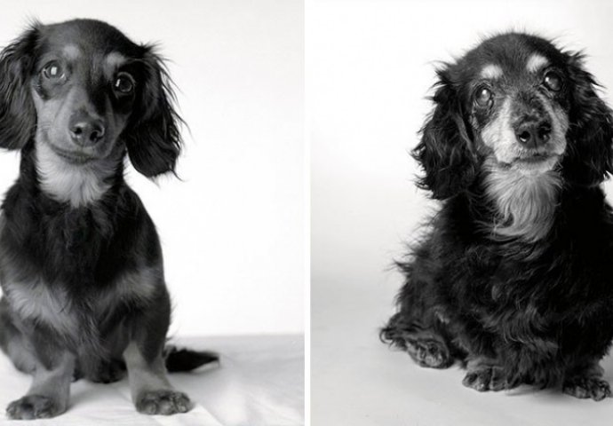 Fantastičan i dirljiv fotografski projekat: Kad mali, živahni psić preko noći izraste u starijeg, pametnog psa