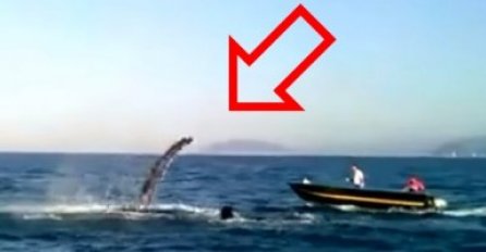 Ribari su spasili kita koji je bio zapleten u mrežu, zatim je uslijedilo nešto što niko nije očekivao 