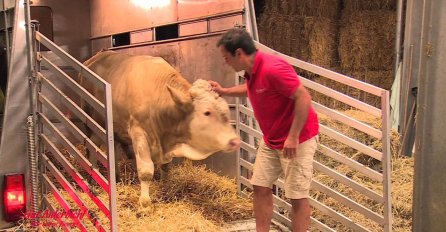 (VIDEO) Ovaj bik je cijeli svoj život proveo u lancima, a sada je konačno pušten na slobodu