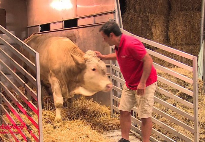 (VIDEO) Ovaj bik je cijeli svoj život proveo u lancima, a sada je konačno pušten na slobodu