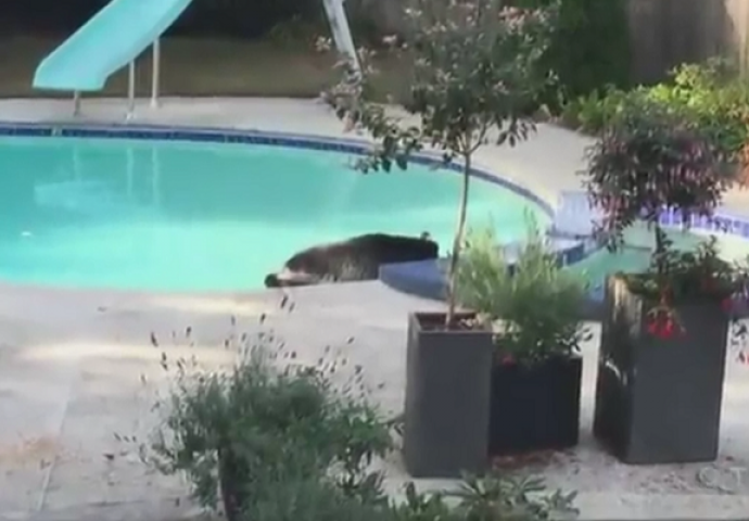 Vratili su se sa godišnjeg odmora , pogledajte šta su zatekli kod kuće (VIDEO)