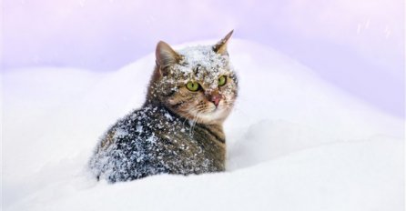 Mačke i snijeg? Evo šta sve trebate znati!