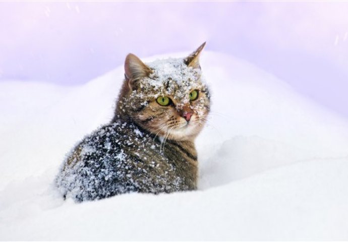Mačke i snijeg? Evo šta sve trebate znati!