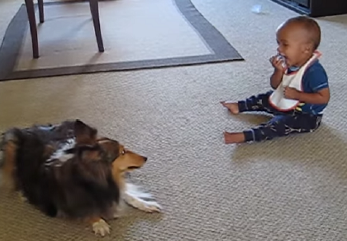 (VIDEO) Pas je osmislio igru kako bi zabavio mališana, a reakcija bebe je neprocjenjiva