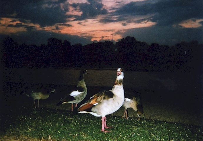 Beskućnicima su dali kamere za jednokratnu upotrebu, a kada vidite rezultate ostat ćete bez teksta