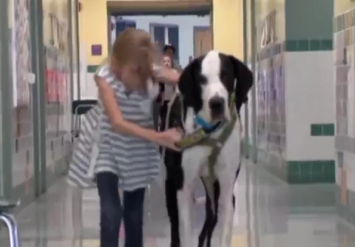 Još jedan dokaz zašto je  pas najbolji čovjekov prijatelj (VIDEO)