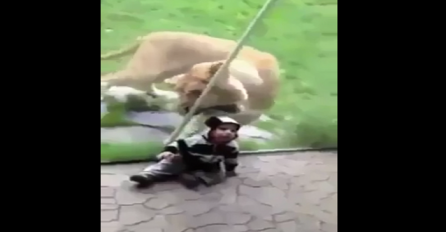 Pogledajte reakciju lava kada vidi dijete, ovo je zaista strašno (VIDEO)