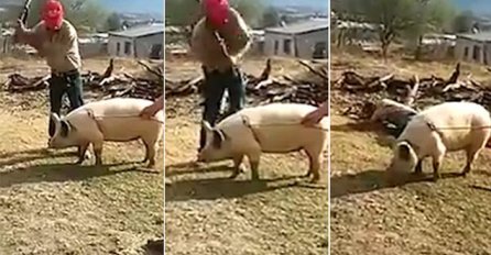 (VIDEO) Pokušao ubiti svinju, a onda je samog sebe nokautirao