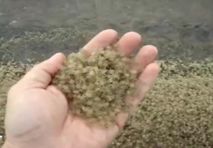 Izgleda kao običan pijesak, ali pogledajte malo bolje (VIDEO)
