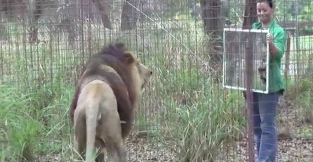 Postavili su ogledalo ispred ovih životinja, njihova reakcija je fenomenalna (VIDEO)