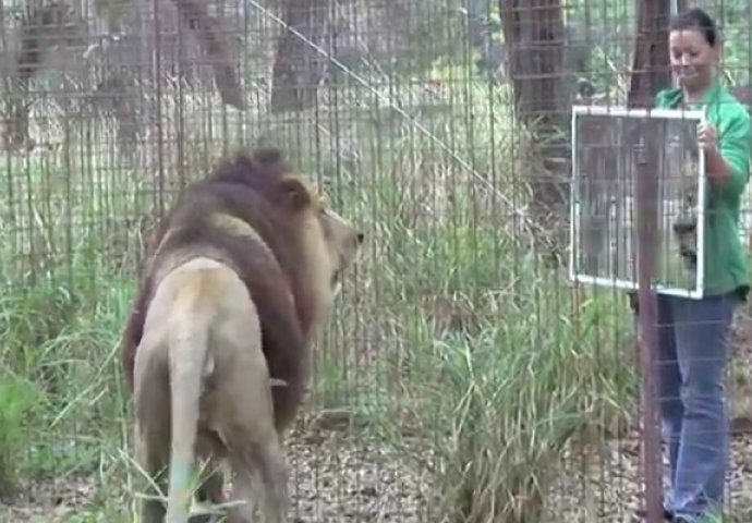 Postavili su ogledalo ispred ovih životinja, njihova reakcija je fenomenalna (VIDEO)