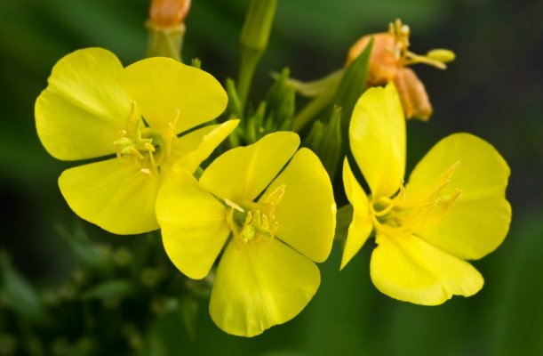 nocurak-nocna-frajla-1450613501-75488