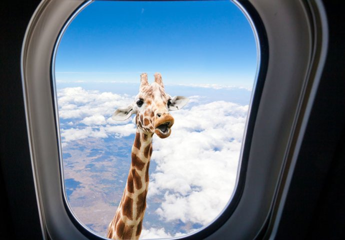 Znate li zašto avioni imaju zaobljene prozore?