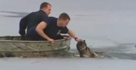 Da je više ovakvih ljudi gdje bi nam bio kraj , pogledajte spašavanje promrzle životinje (VIDEO)