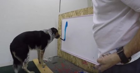 Ovaj pas naučio je da slika, ali ostat ćete bez teksta kada vidite šta je naslikao (VIDEO) 