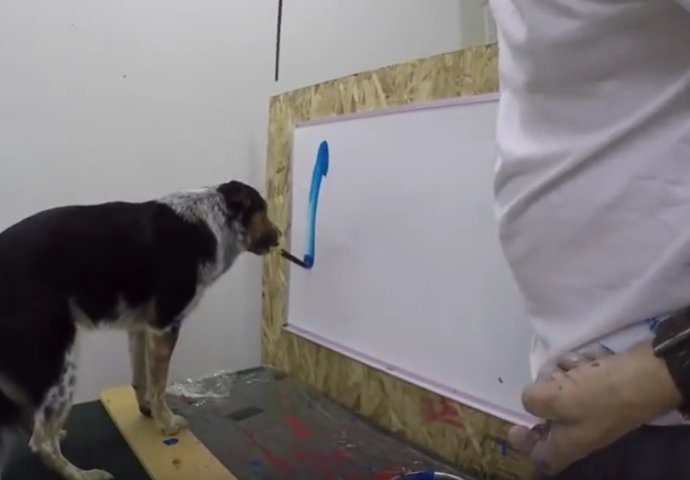 Ovaj pas naučio je da slika, ali ostat ćete bez teksta kada vidite šta je naslikao (VIDEO) 