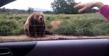 Djevojčica iz auta mahnula velikom medvjedu, pogledajte šta se nakon toga dogodilo (VIDEO)