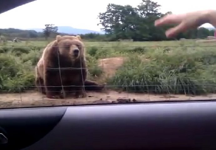 Djevojčica iz auta mahnula velikom medvjedu, pogledajte šta se nakon toga dogodilo (VIDEO)